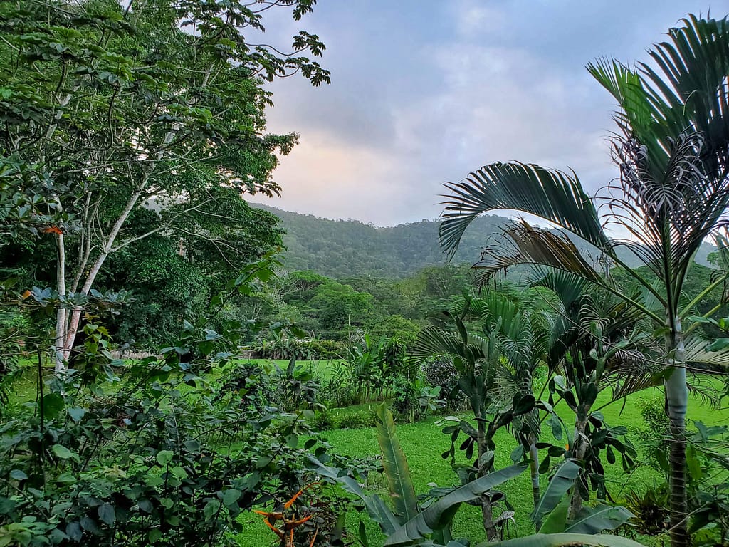 rainforest and mountains