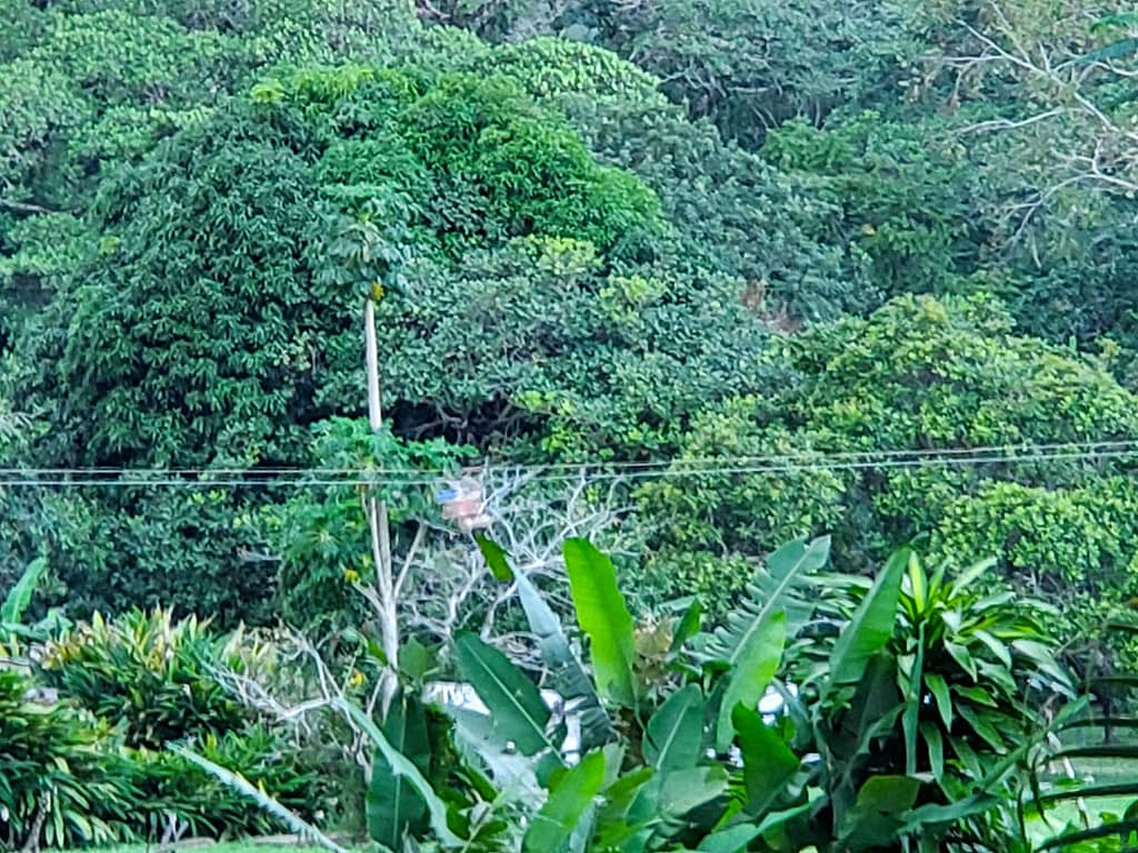 rainforest
