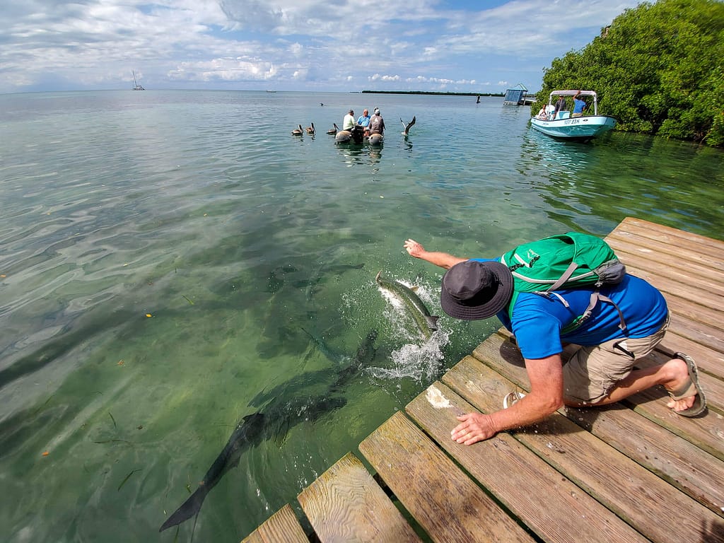 Feeding tarpon