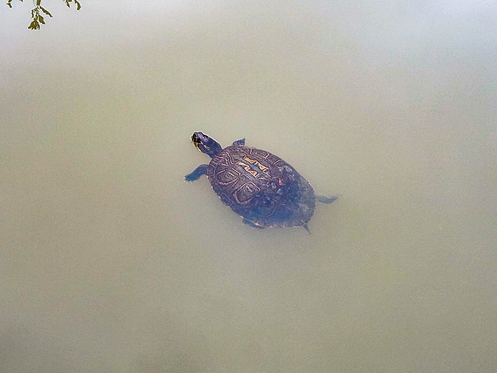 turtle with interesting shell