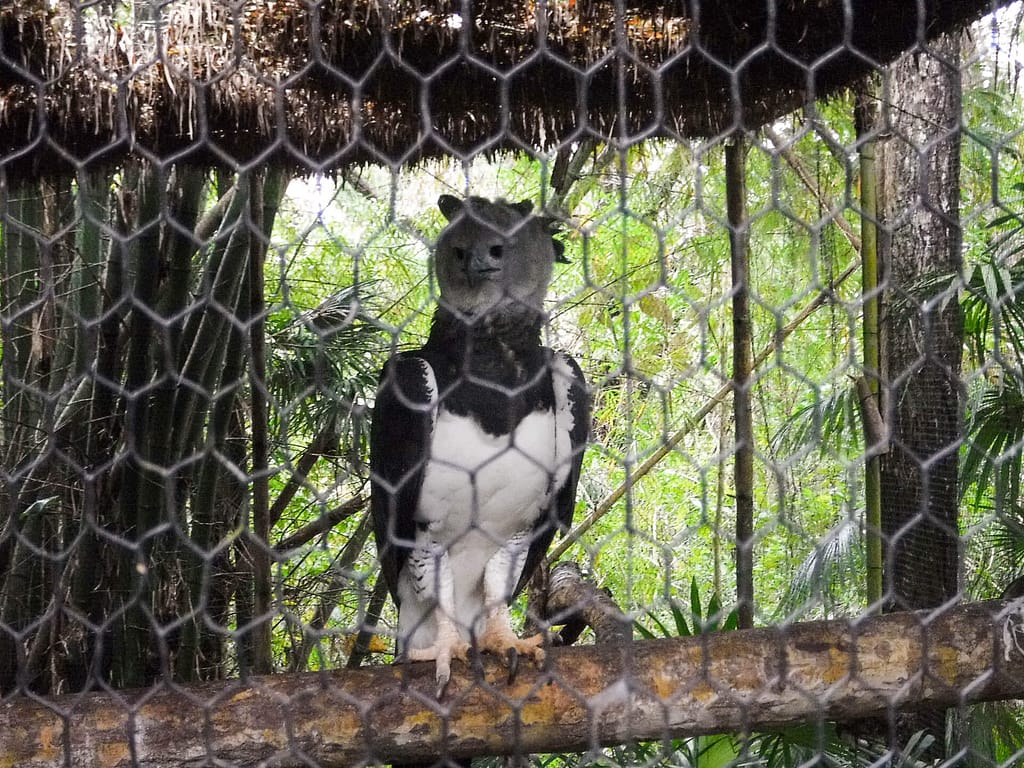 harpy eagle