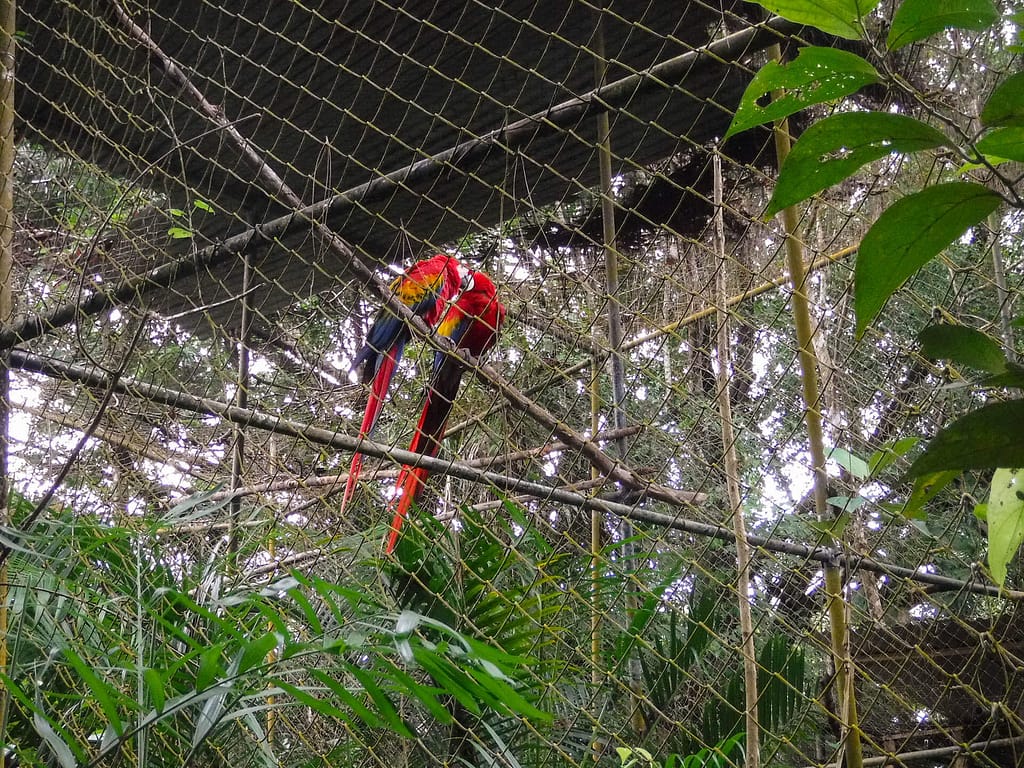 Scarlet macaws