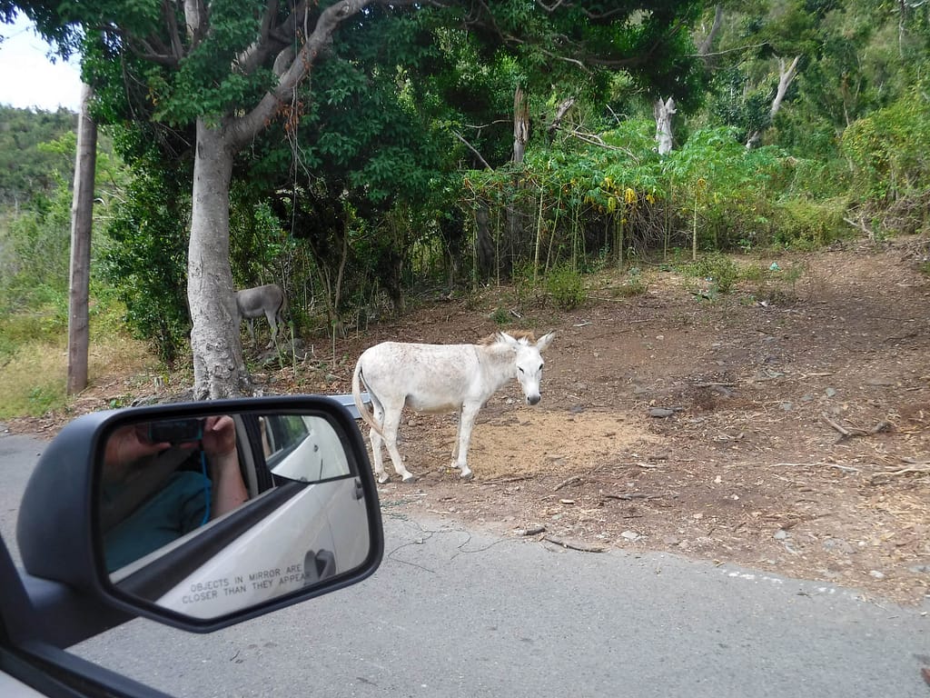 wild donkey
