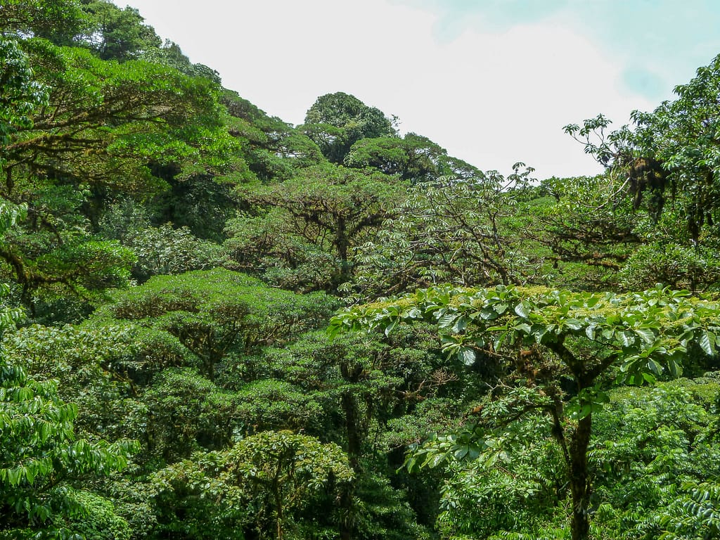 cloud forest