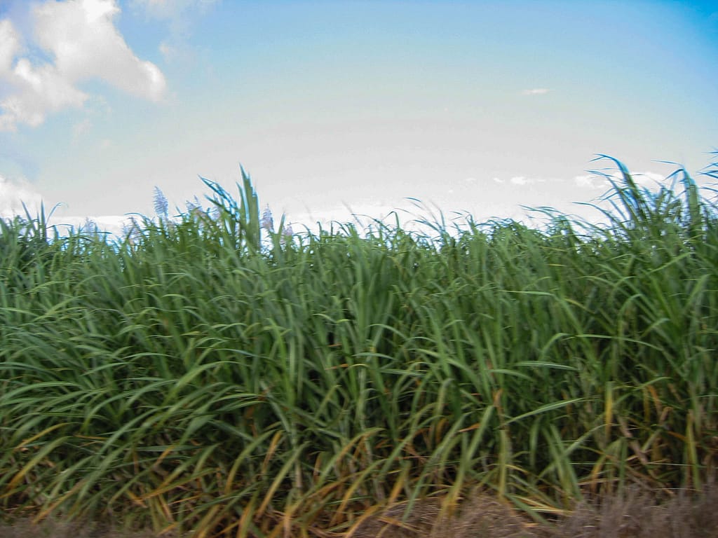 sugar cane