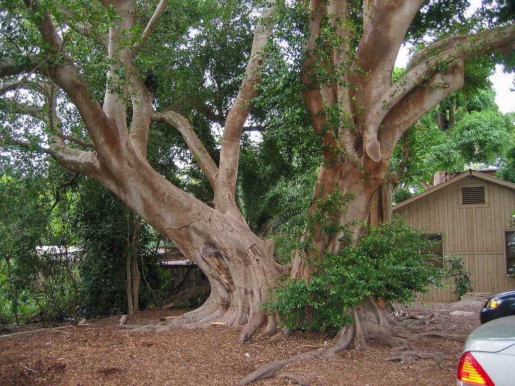 large tree
