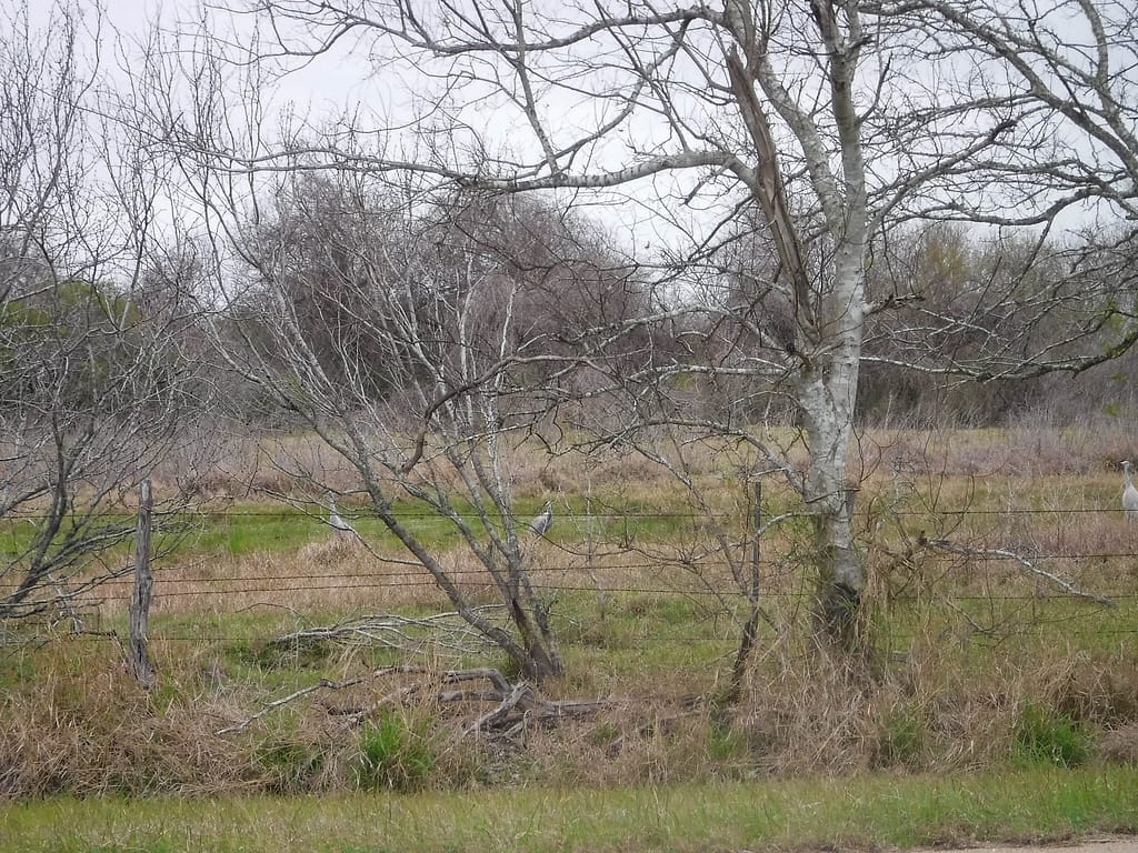 sandhill cranes