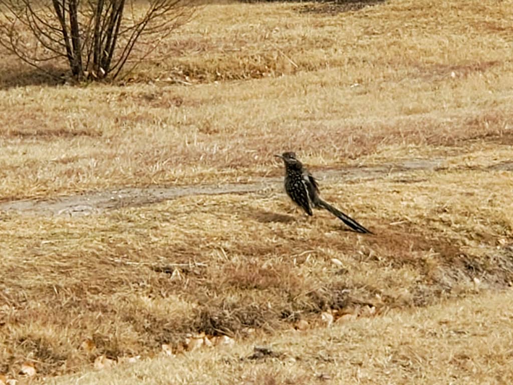 roadrunner