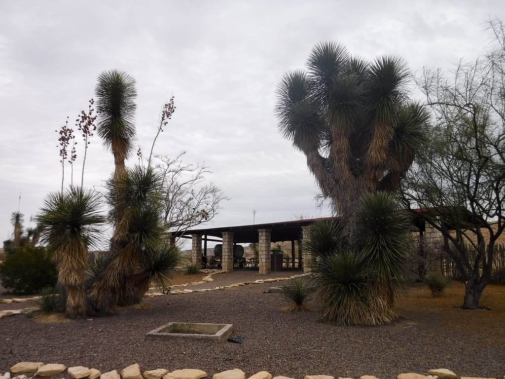 joshua trees
