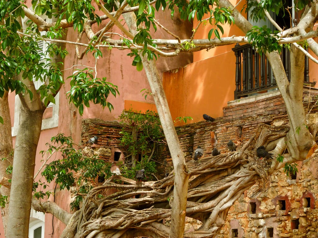 Plaza de las Palomas