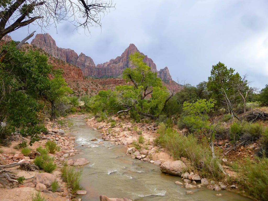 The Watchman