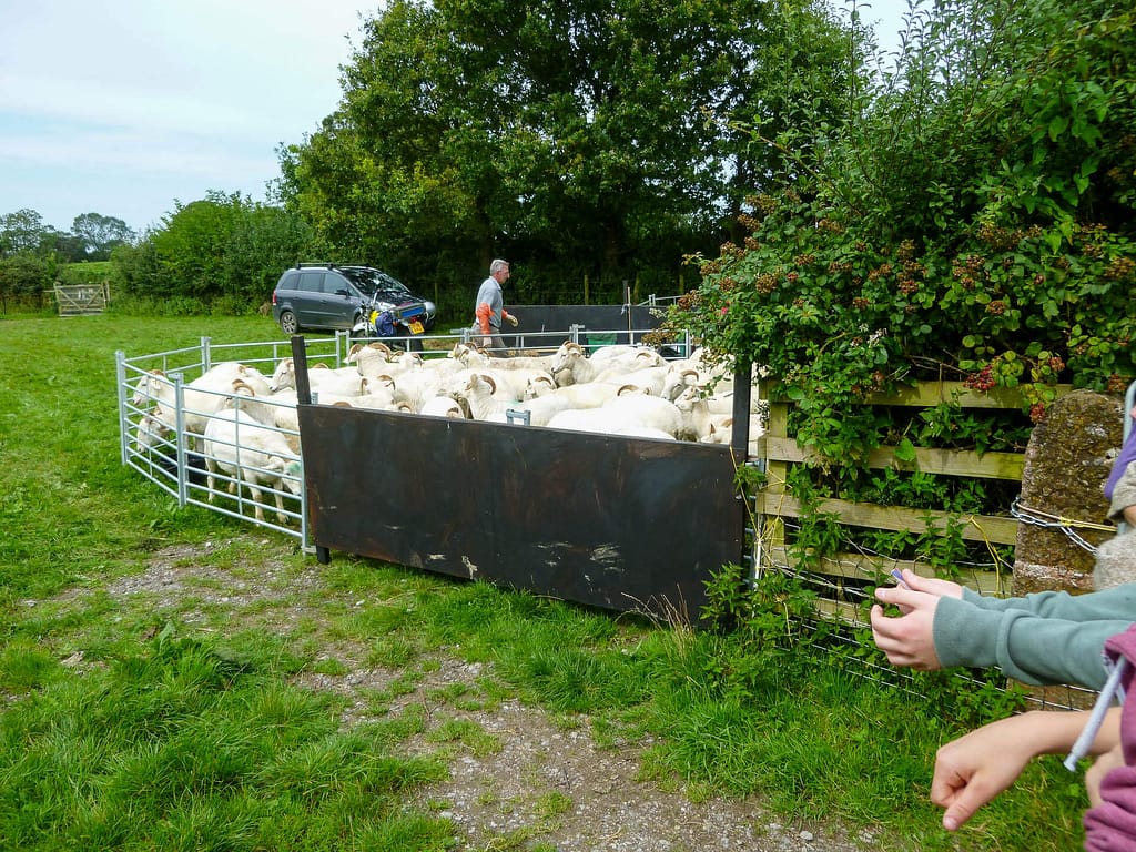 sheep herding