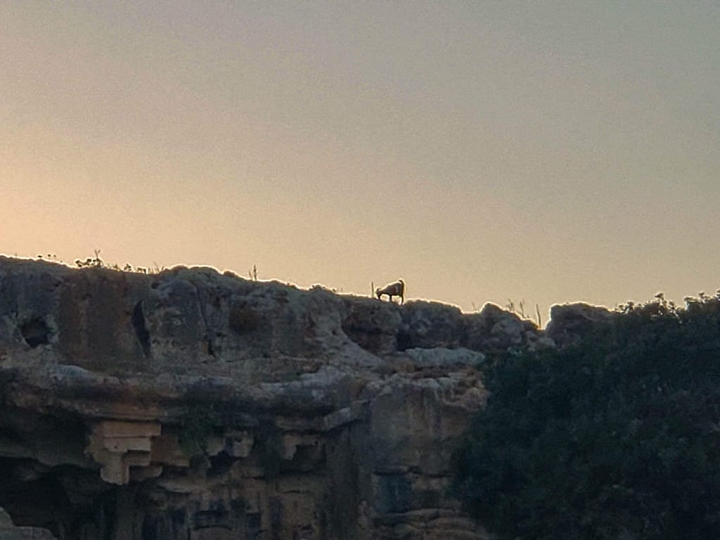 goat on cliff top