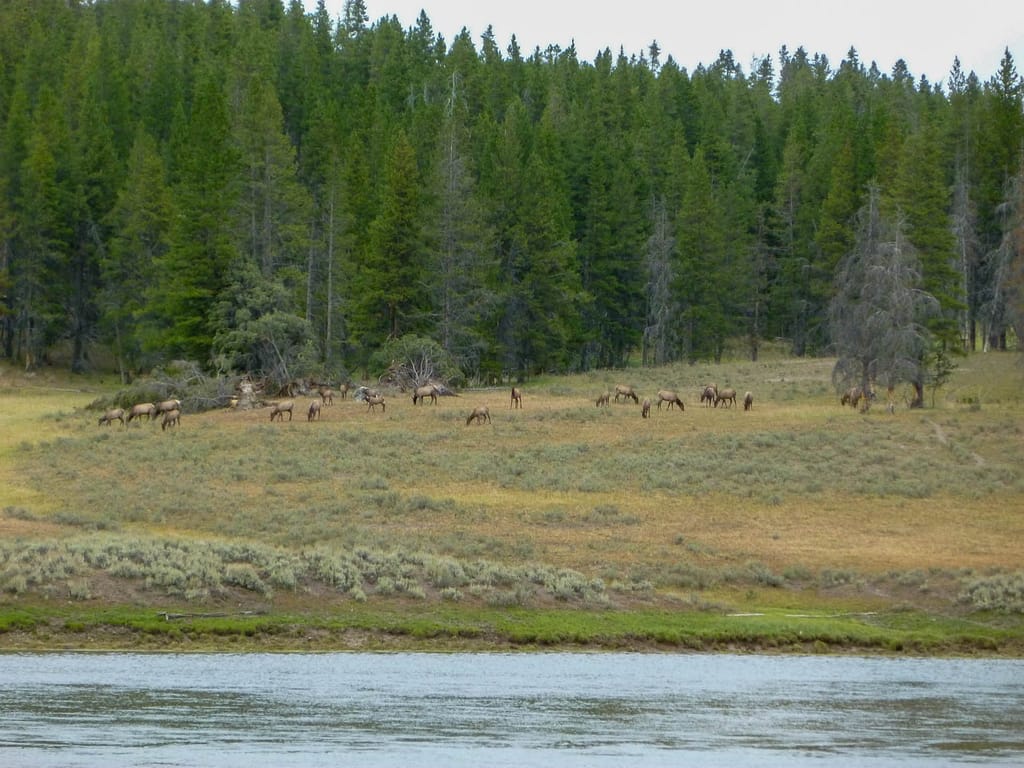 elk in Hayden Valley