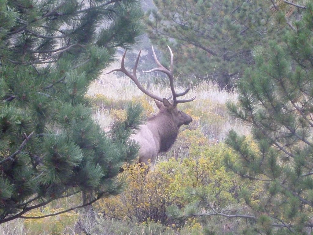 elk