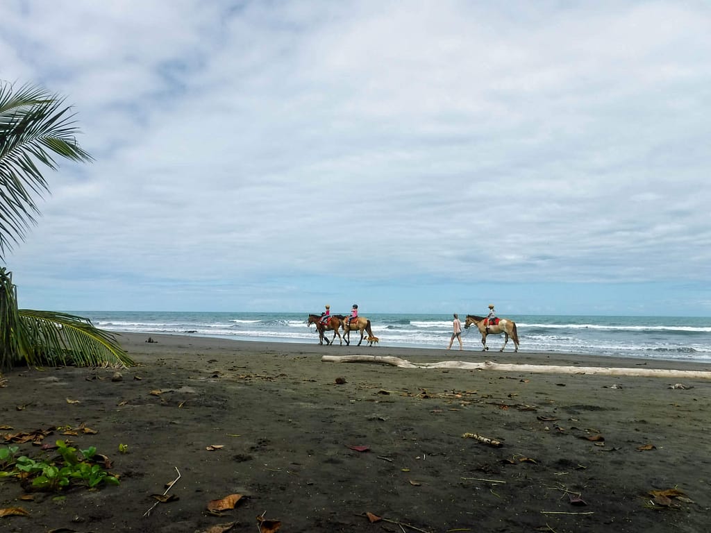 horses on the beach