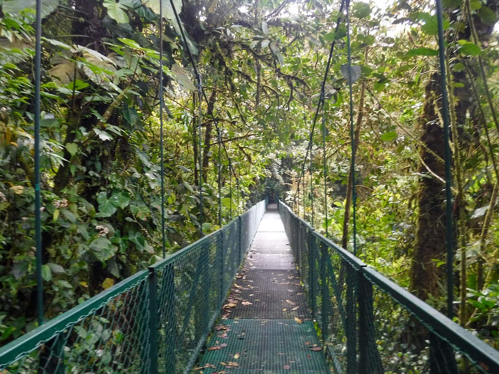 hanging bridge