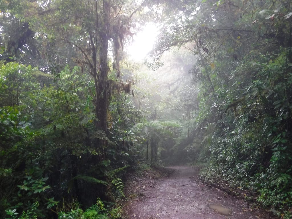 trail in the reserve