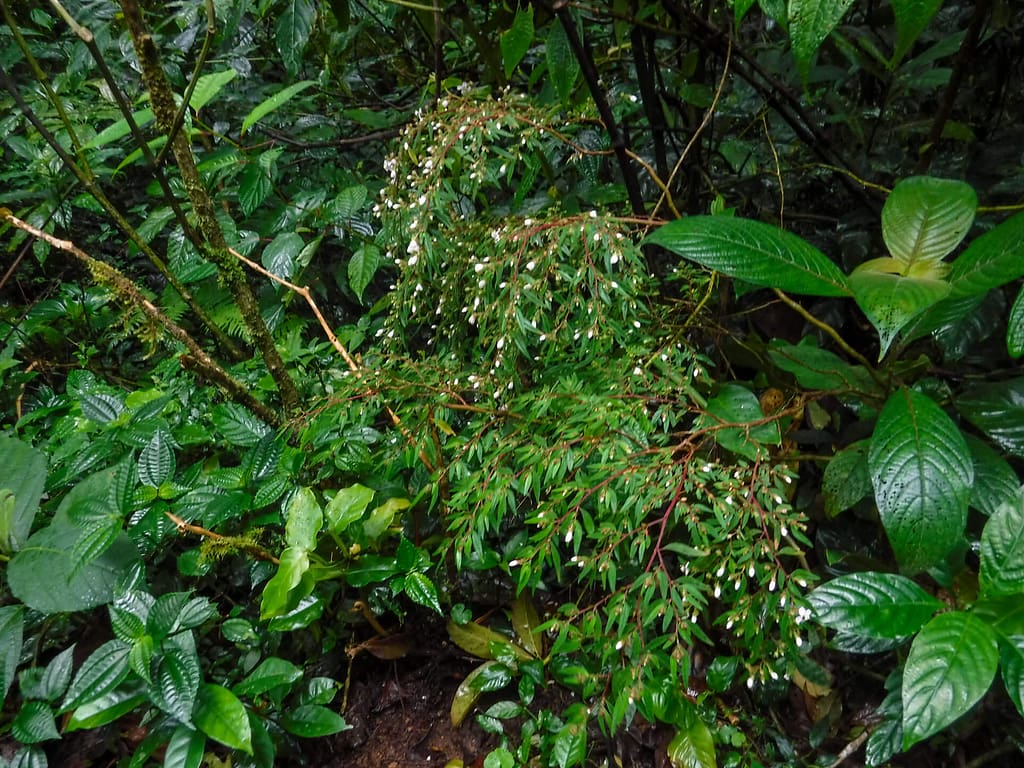 white flowered plant