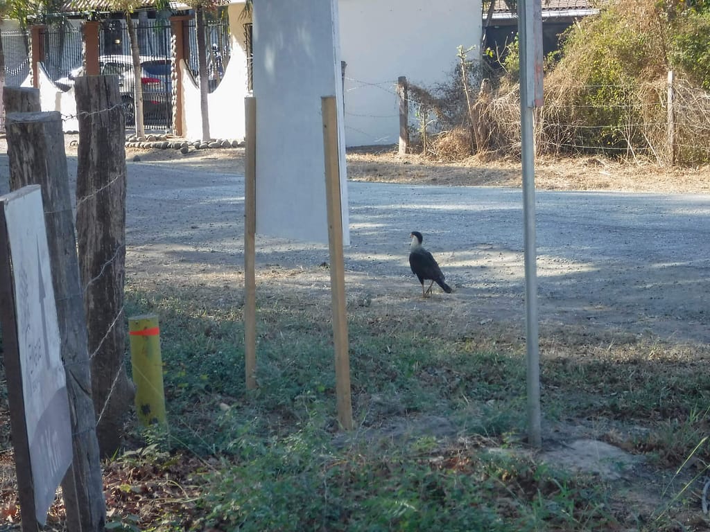crested caracara