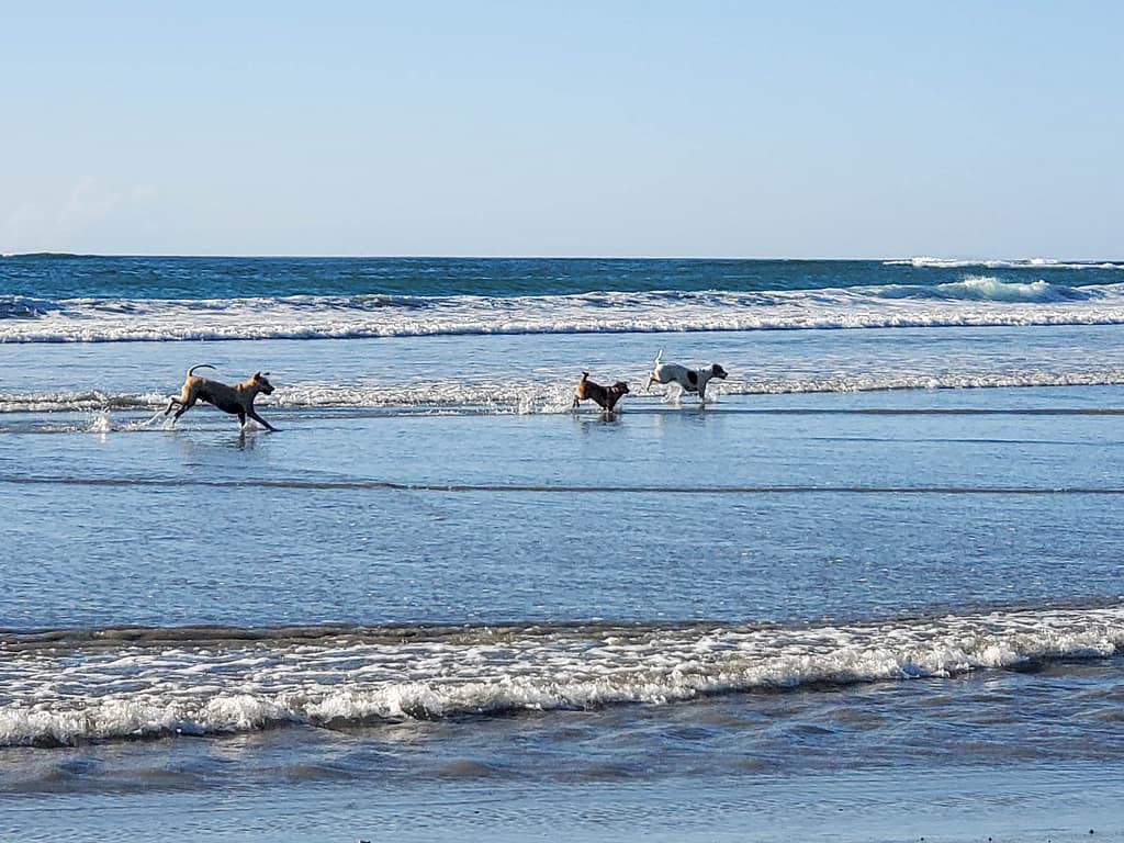 dogs on the beach