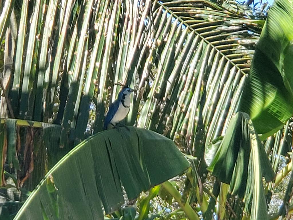 blue jay