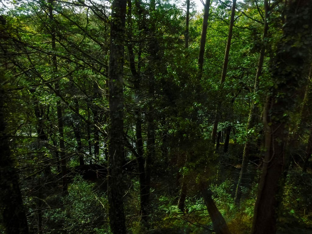 dark woods