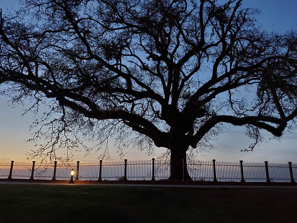 live oak at dusk