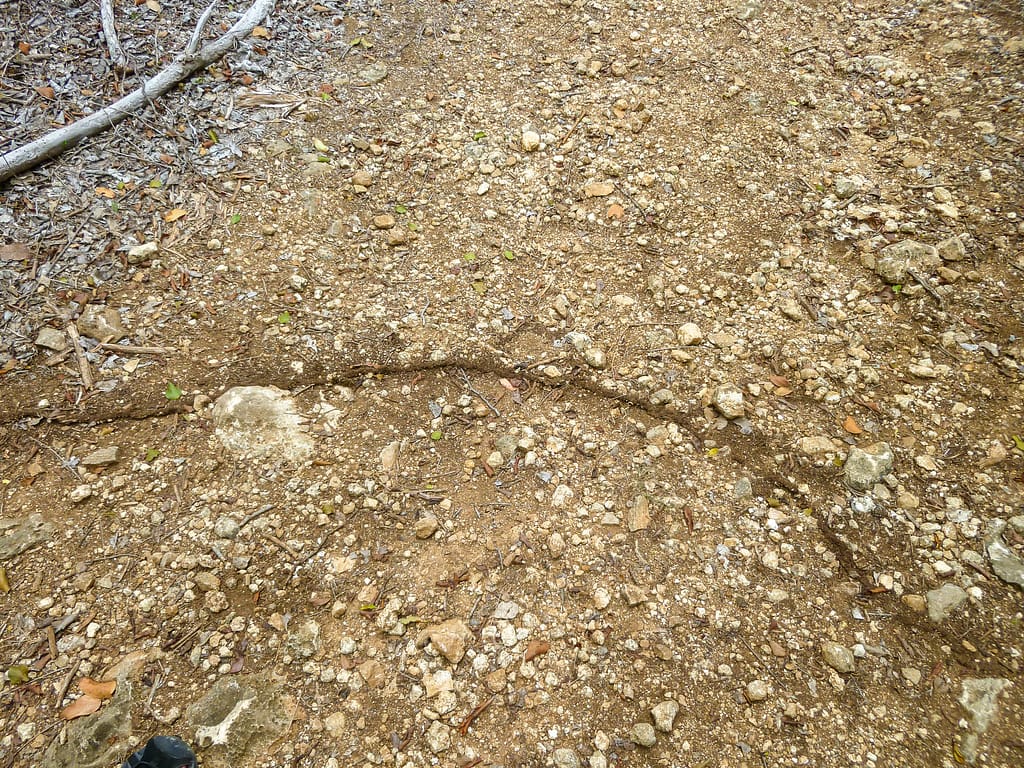 termite trail