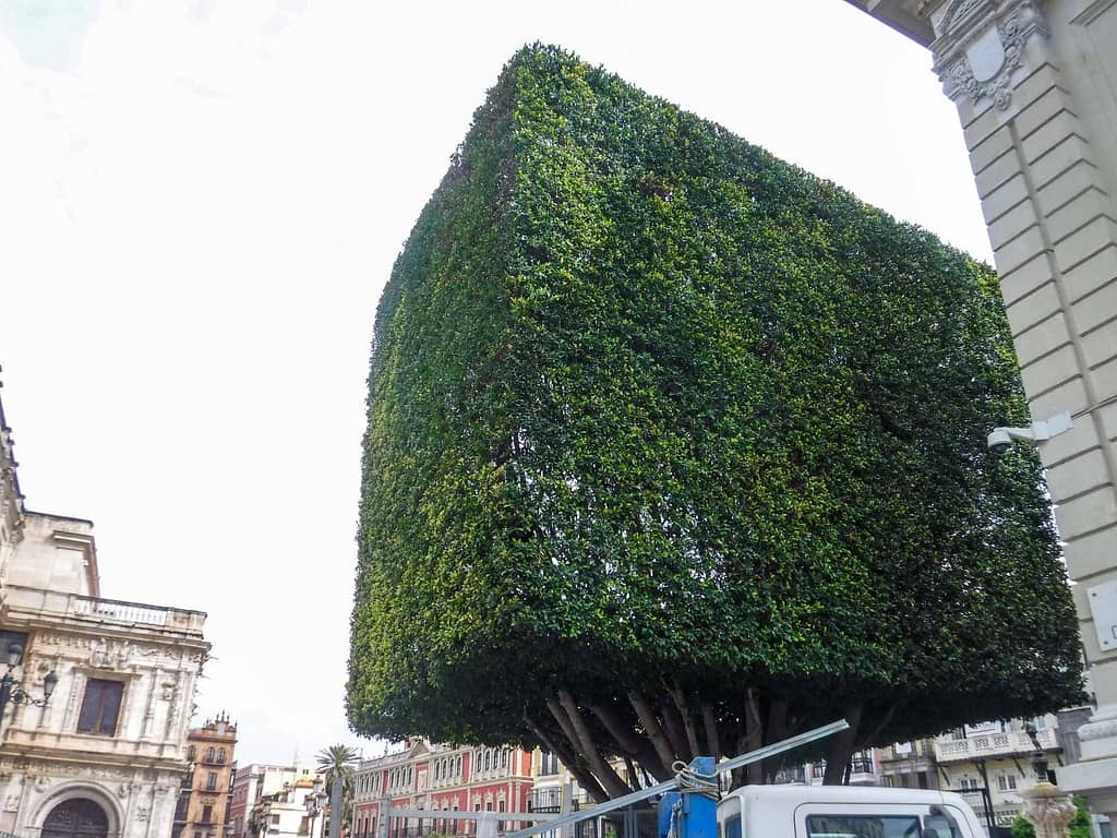 rectangular hedge