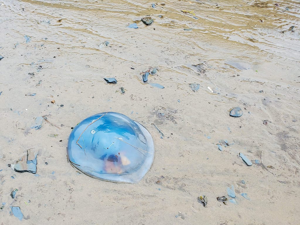 beached jelly fish