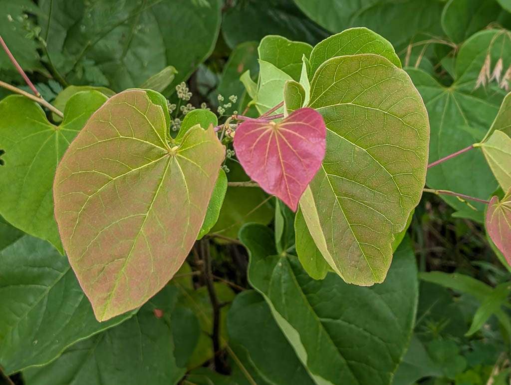 redbud leaves