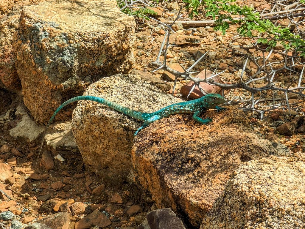 colorful lizard
