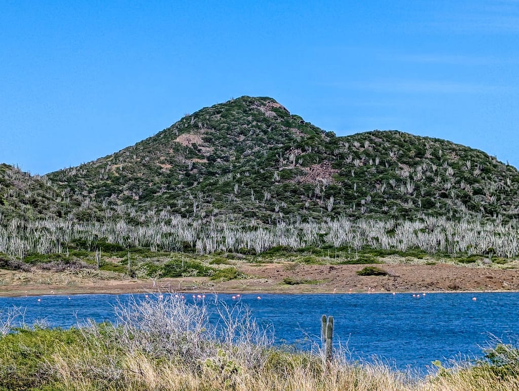 mountain with flamingos in foreground
