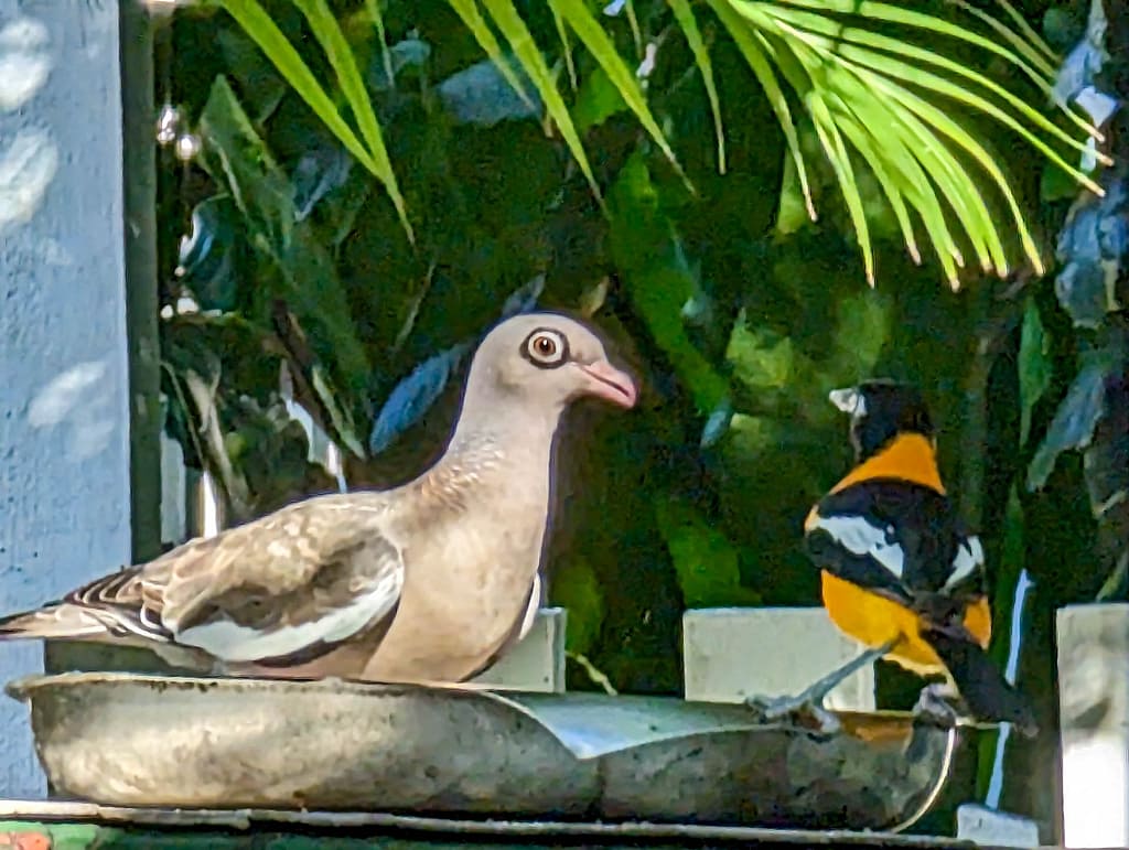 bare-eyed dove and troupial