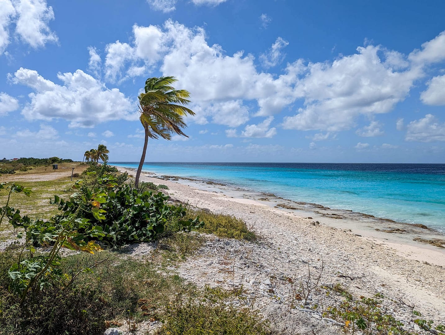 beach with palm blowing