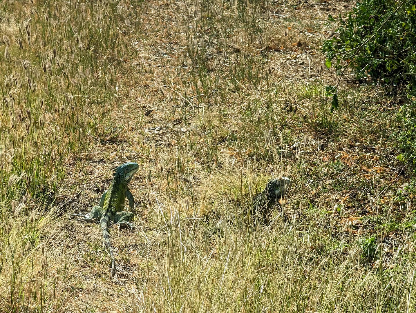 iguanas