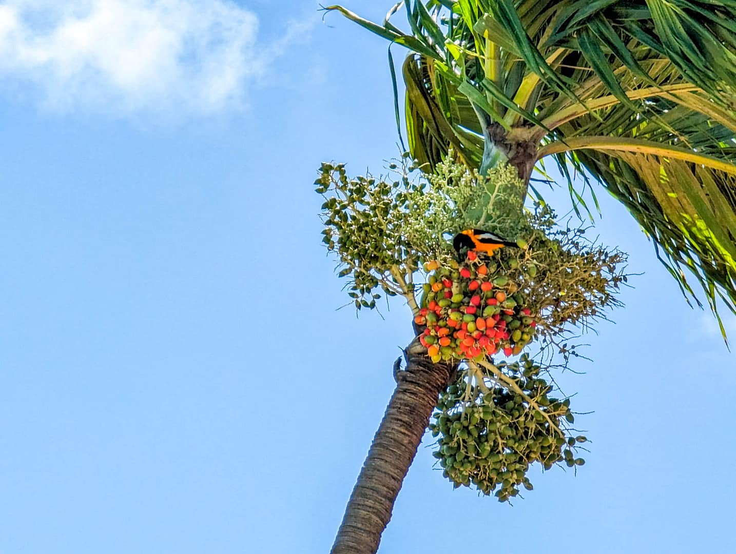 troupial in palm tree