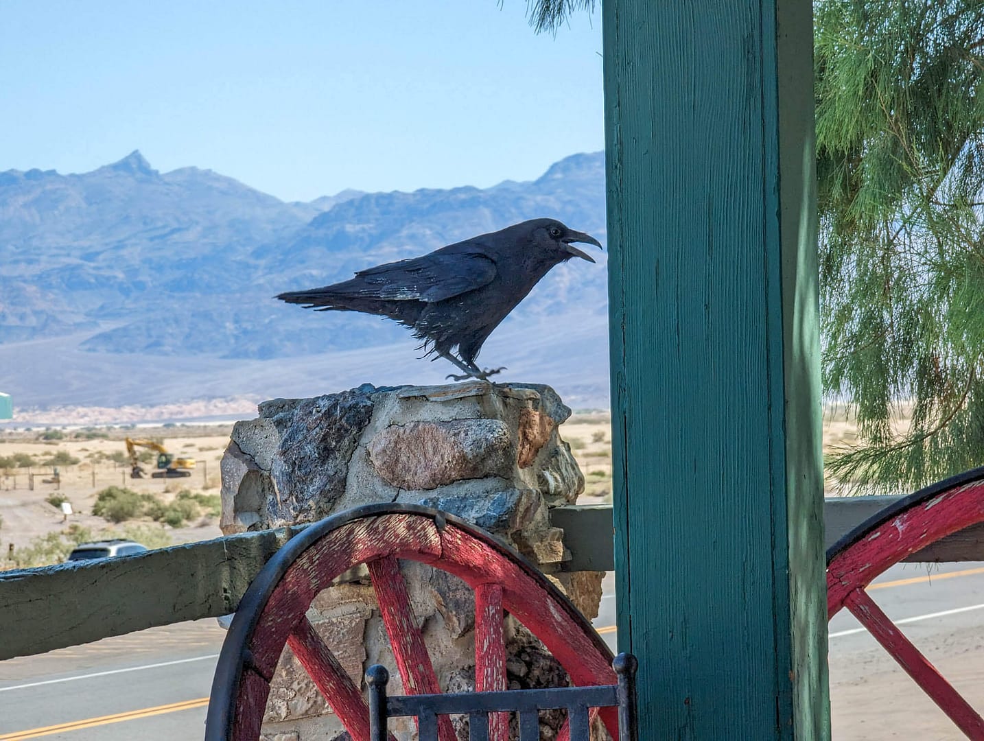 local crow