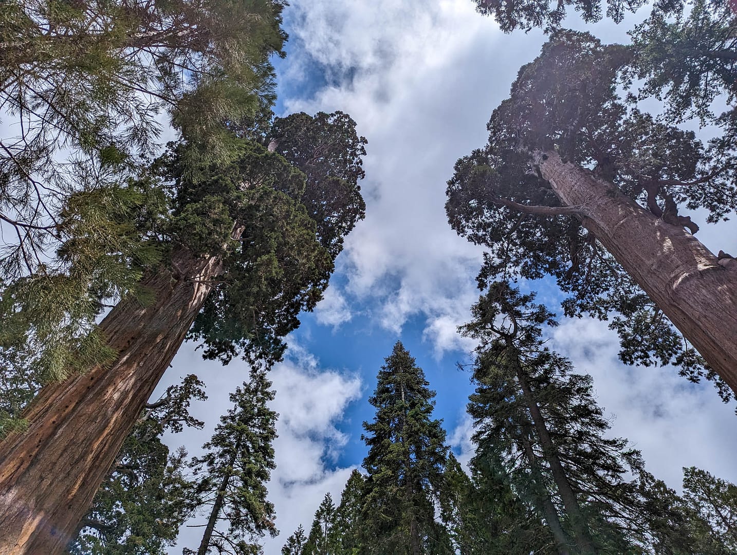 tree tops