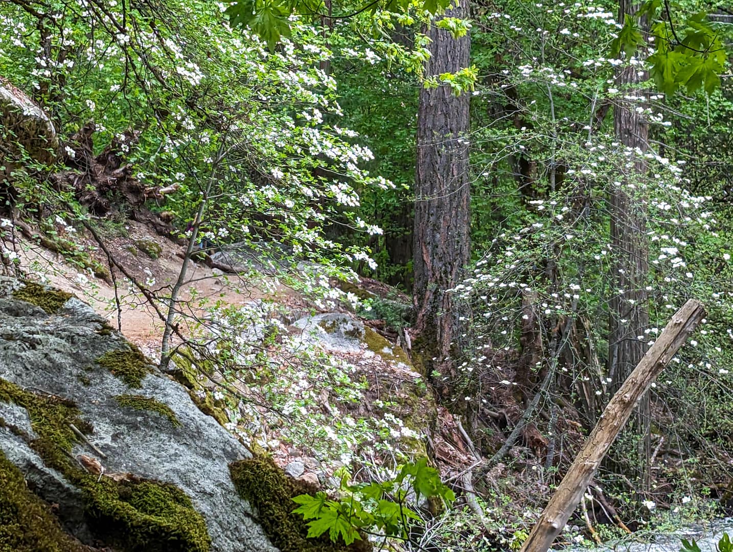 dogwoods on trail