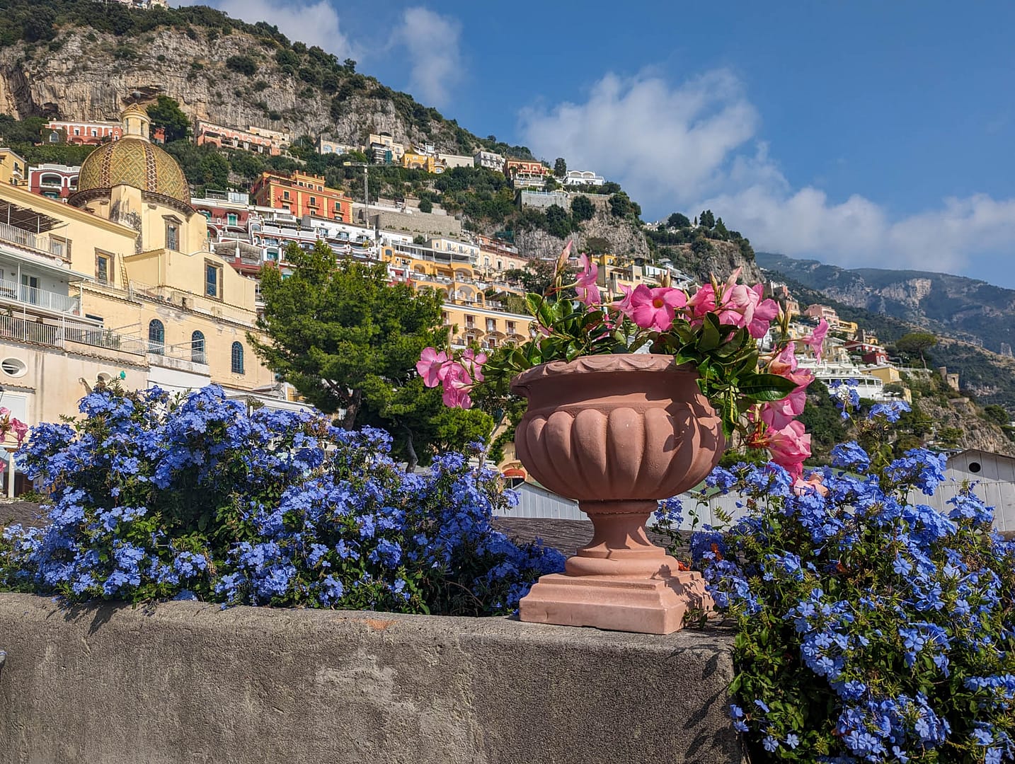 flowers against cliff