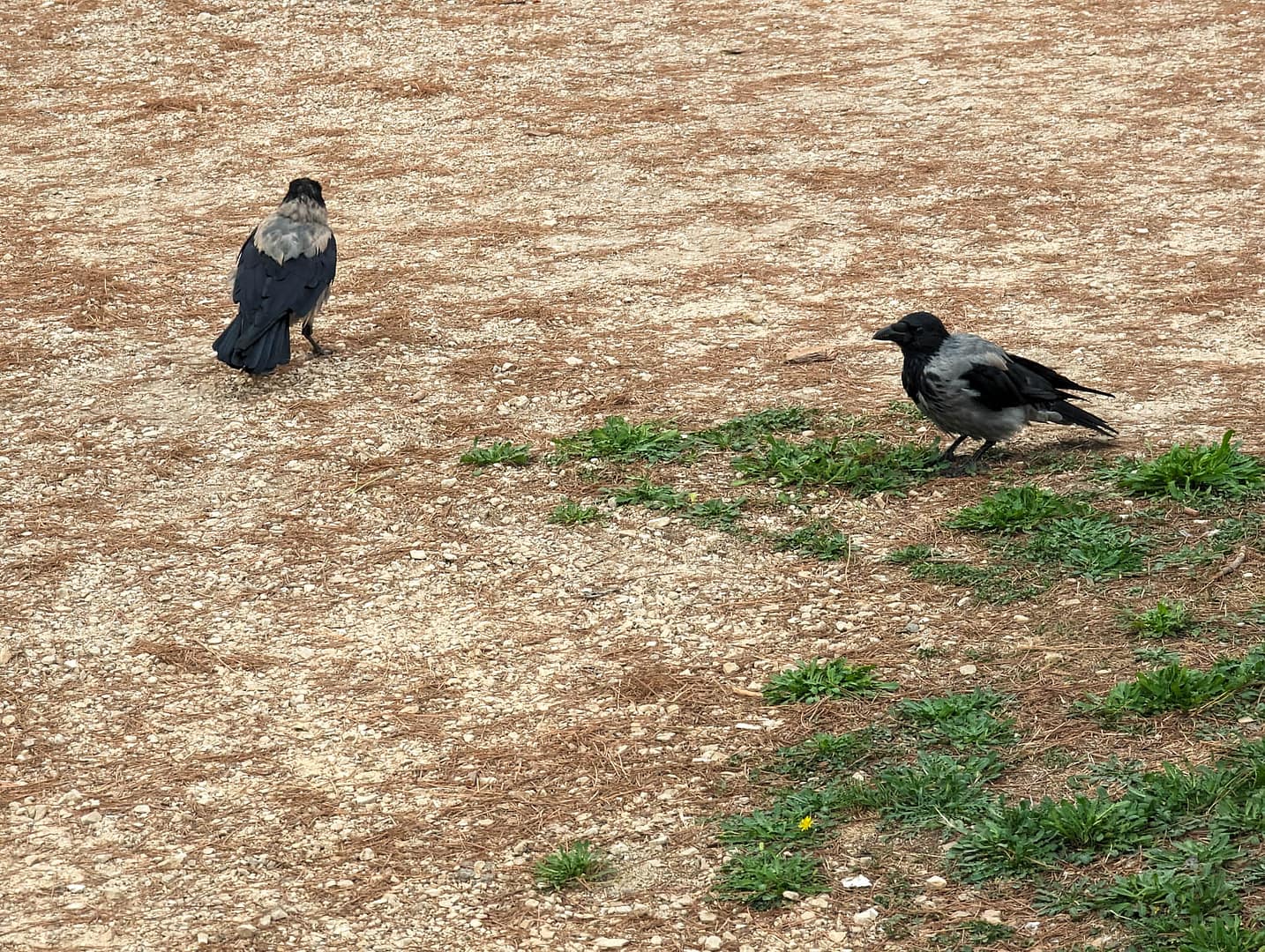 jackdaws