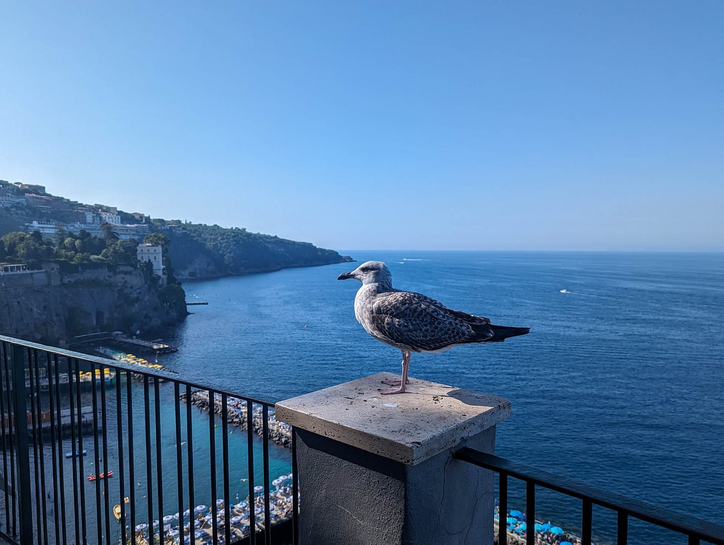 seagull on post