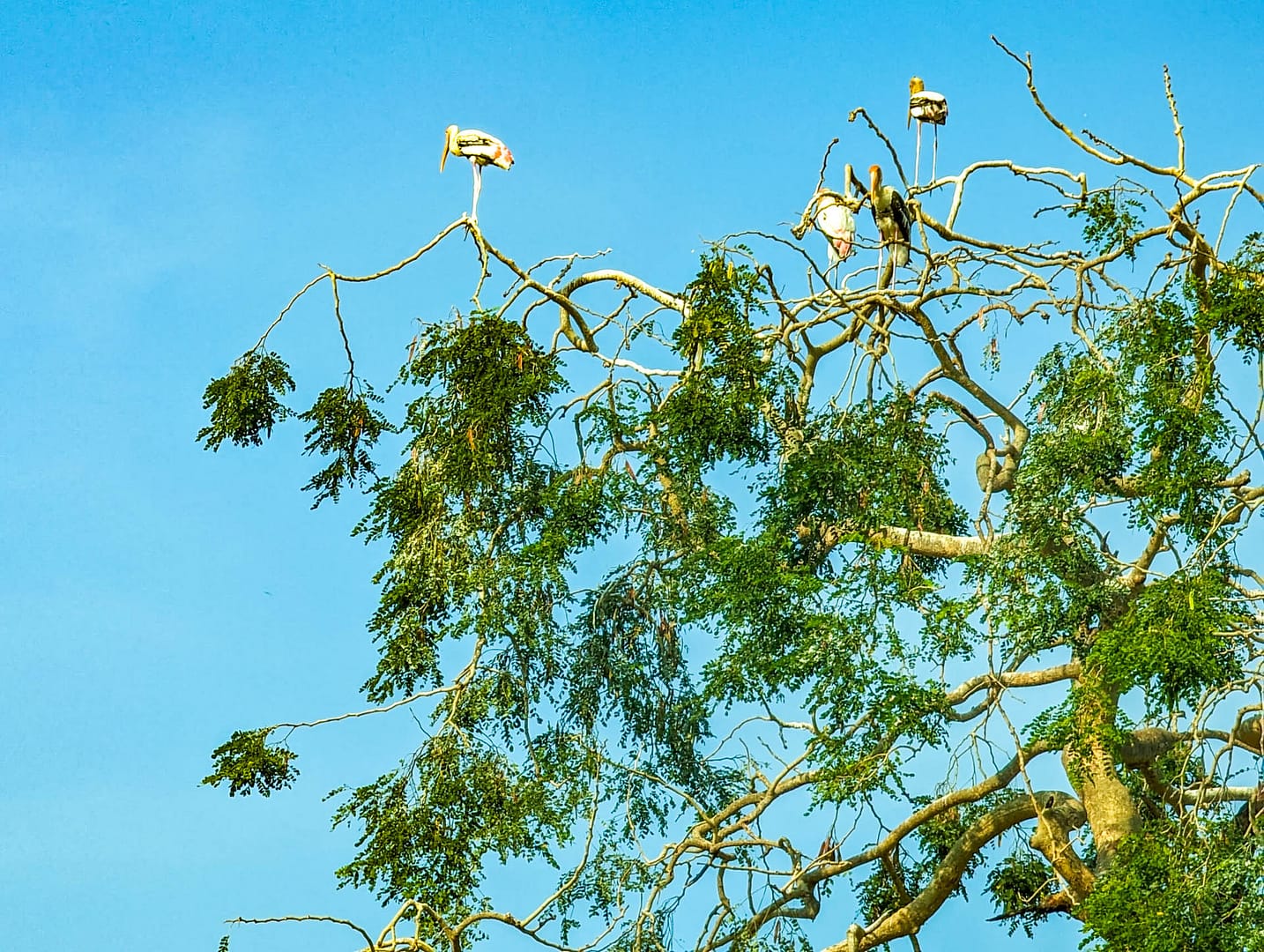 storks