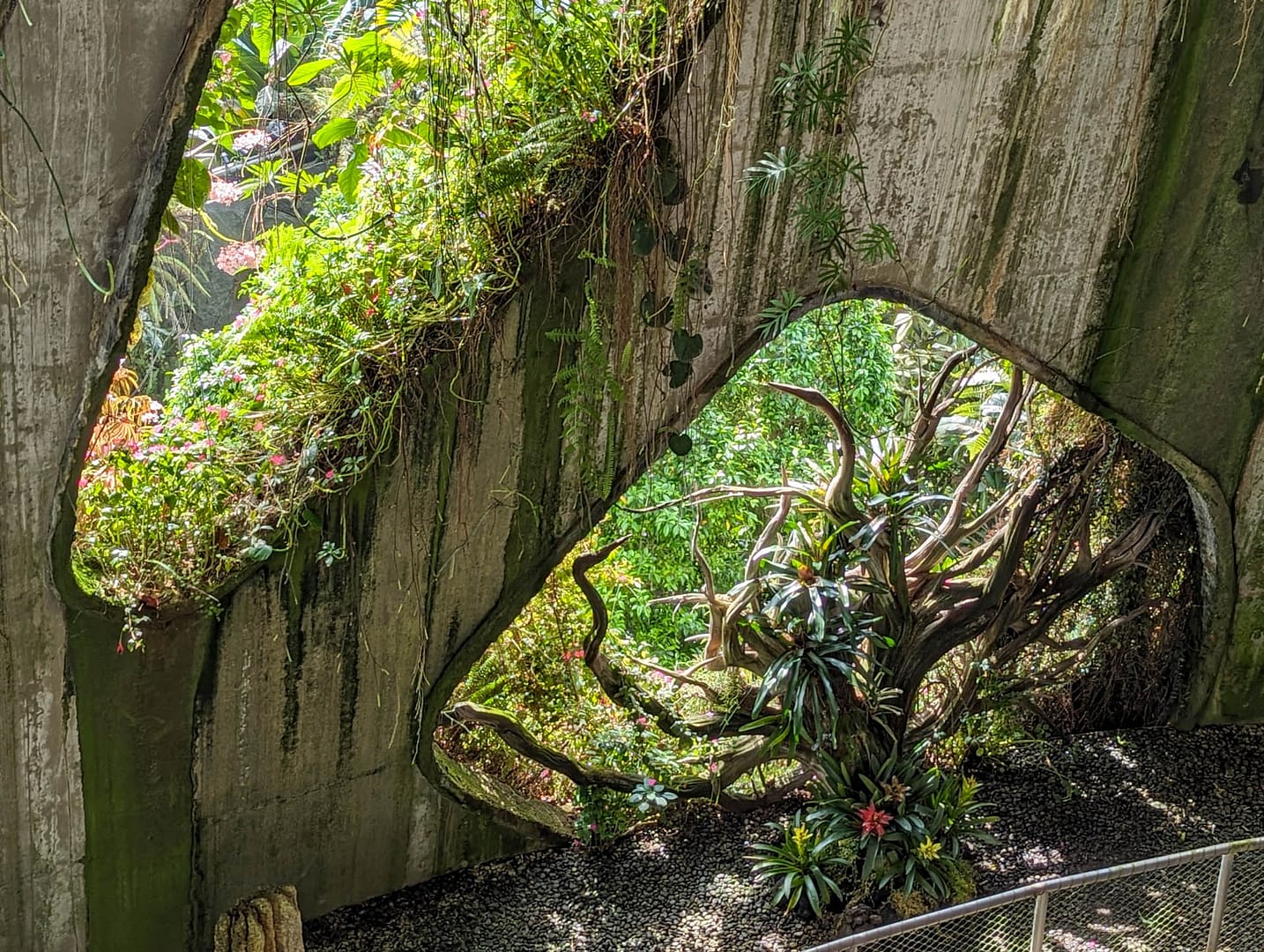 plant in archway