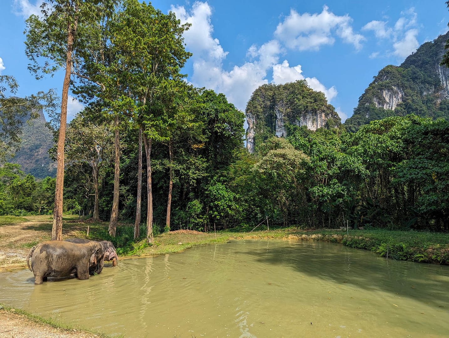elephant in pond