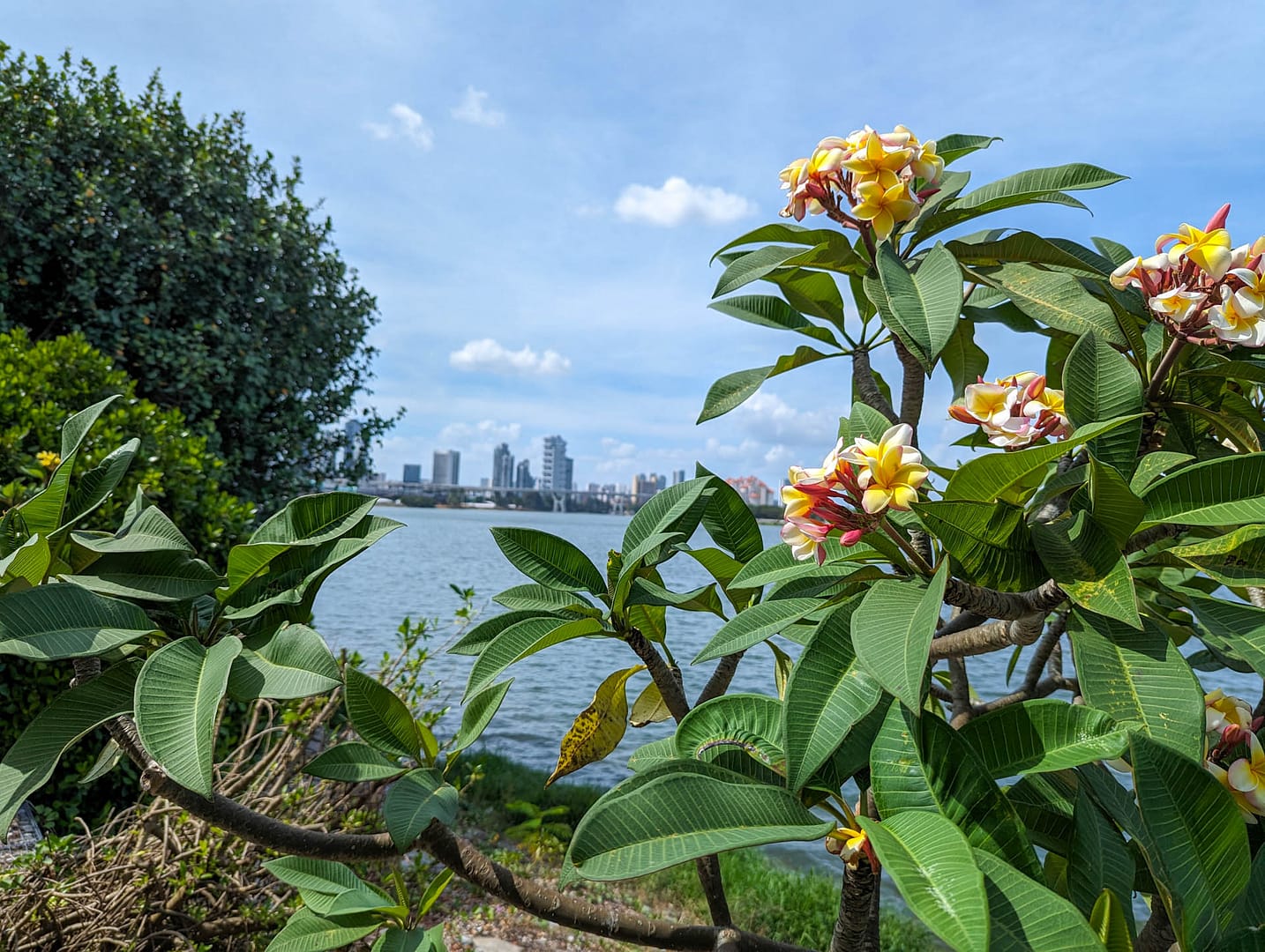 flowers and city skyline