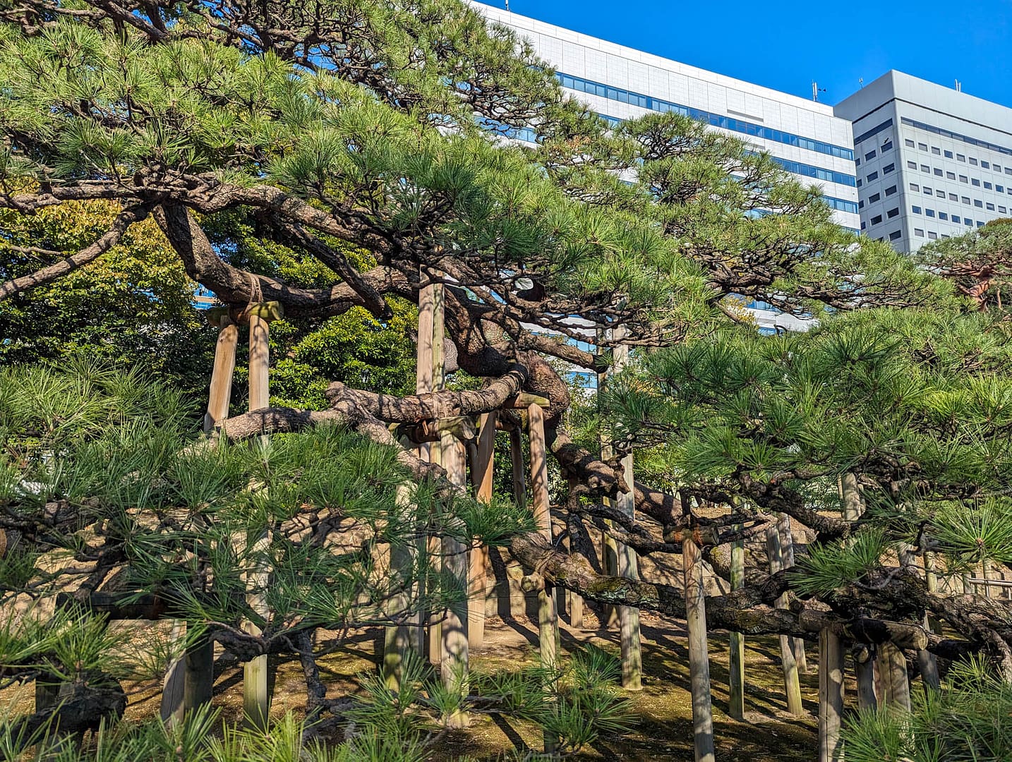 old pine tree and buildings