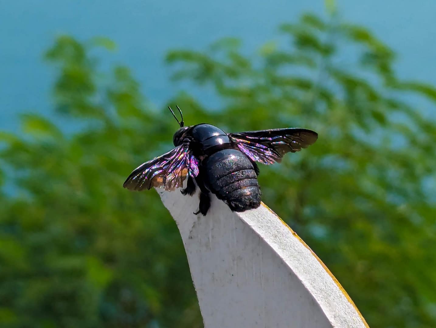 carpenter bee